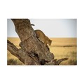 Trademark Fine Art Giuseppe Damico 'Leopard Serengeti Tanzania' Canvas Art, 16x24 1X08048-C1624GG